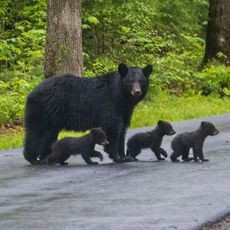 Bear Den, Hot Tub, 1089 Of Free Attraction Tickets For Each Paid Day, Dollywood And More! セバービル エクステリア 写真