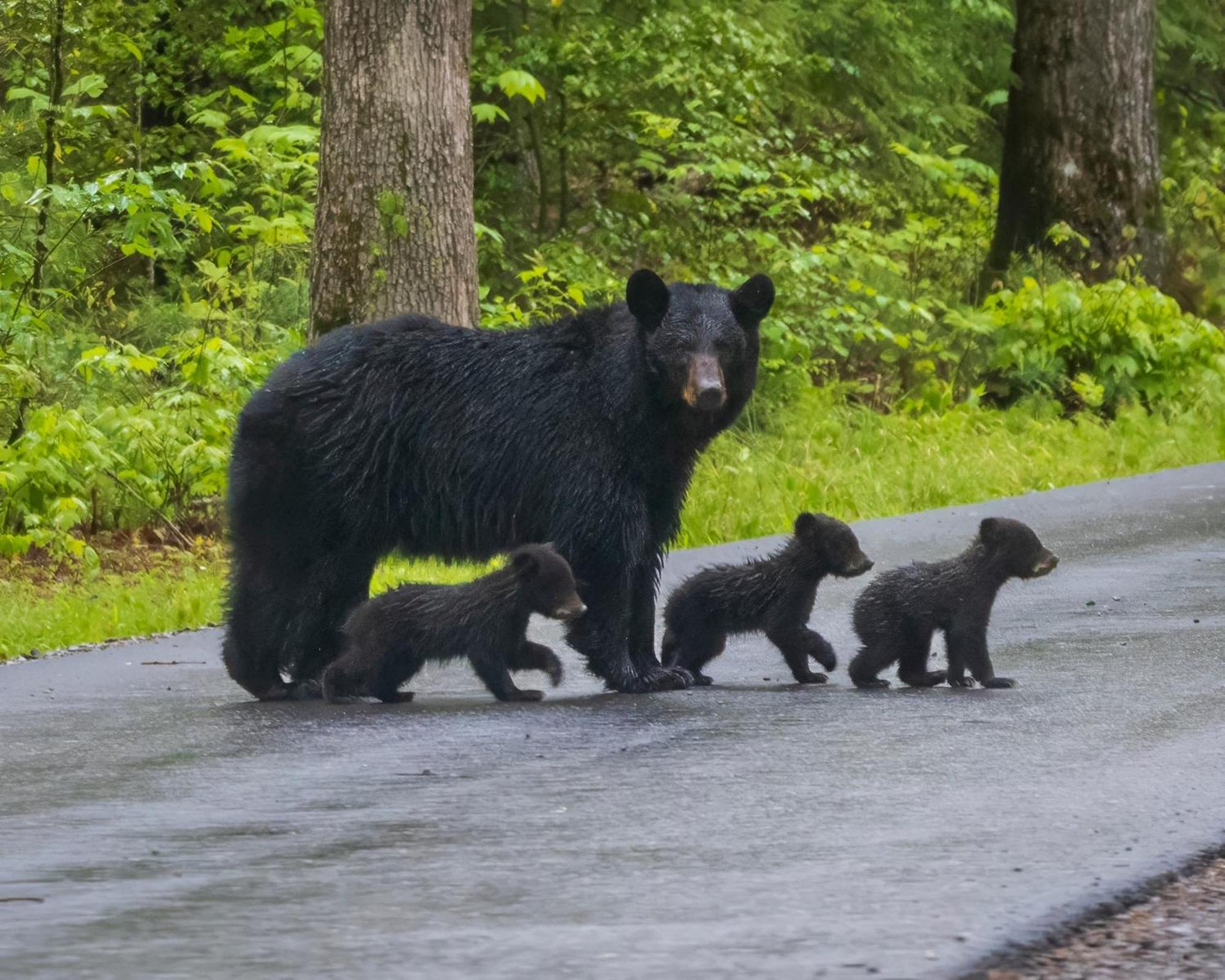 Bear Den, Hot Tub, 1089 Of Free Attraction Tickets For Each Paid Day, Dollywood And More! セバービル エクステリア 写真